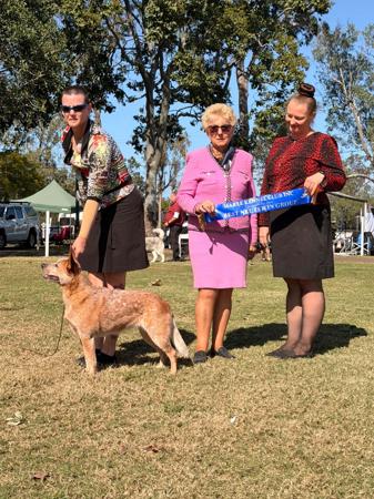 BISS Aust Ch Neut. Aust Ch. Bluglades Wind In The Willows Australian Cattle Dog