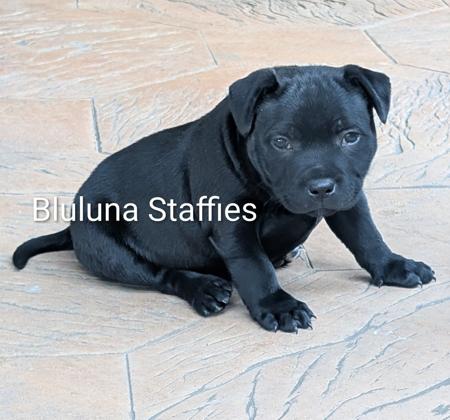 Staffordshire Bull Terrier puppy for sale by BLULUNA