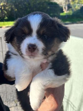 Miniature American Shepherd puppy for sale by BOARGULLY