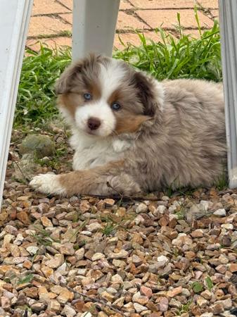 Miniature American Shepherd for sale by BOARGULLY