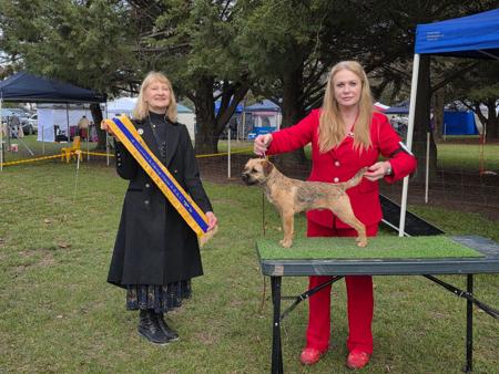 Bohunt No Doubt Border Terrier