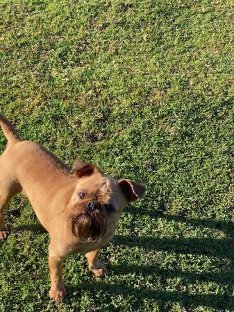 Griffon Bruxellois dog for sale by BOKSON