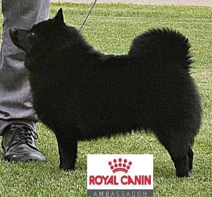 Schipperke dog for sale by BPOINTER