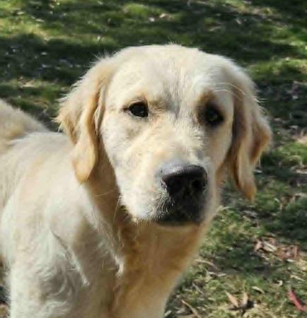 Brackendell River High Roller Golden Retriever