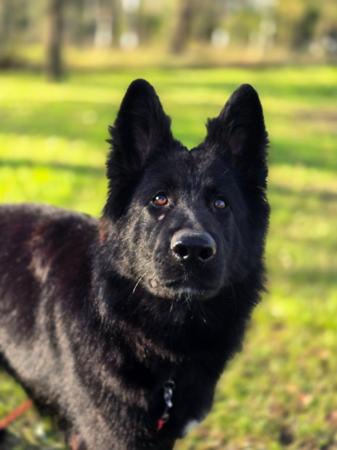 German Shepherd Dog (Long Stock Coat) puppy for sale by BRASHAWIN