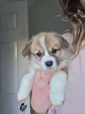Welsh Corgi (Pembroke) puppy for sale by BREDLOAF