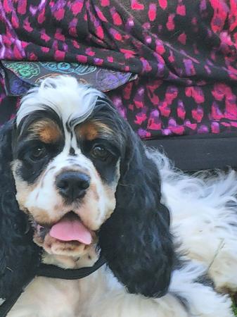 Cocker Spaniel (American) dog for sale by BRENJANEE
