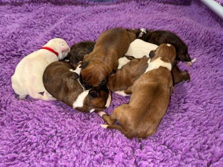 Boxer puppy for sale by BRENLISE