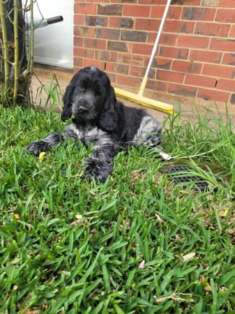 Cocker Spaniel for sale by BRENNWEITE
