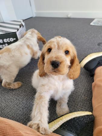 Cocker Spaniel for sale by BRENNWEITE