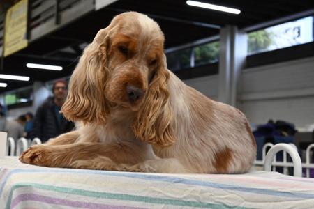 Cocker Spaniel for sale by BRENNWEITE