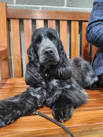Cocker Spaniel for sale by BRENNWEITE
