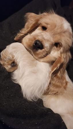 Cocker Spaniel puppy for sale by BRENNWEITE