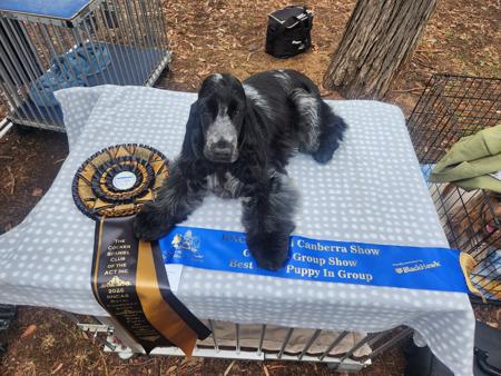 Cocker Spaniel for sale by BRENNWEITE