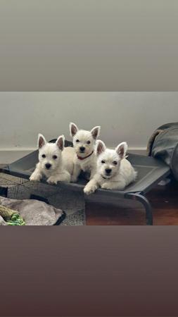 West Highland White Terrier puppy for sale by BRIRAINE