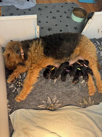 Airedale Terrier puppy for sale by BRISTOLIAN