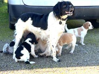 Brittany puppy for sale by BRITABUHOM