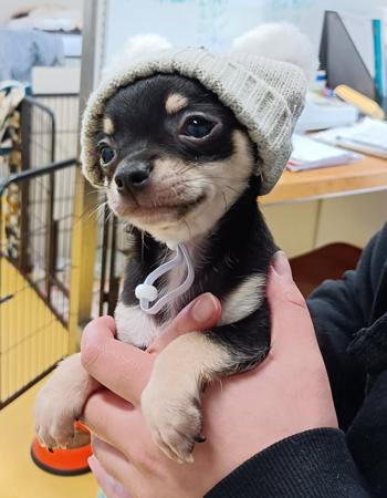 Chihuahua (Smooth Coat) puppy for sale by BROADHANGAR