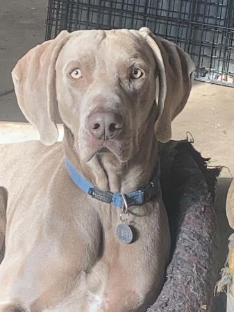 Weimaraner dog for sale by BROMHUND