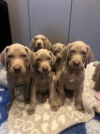 Weimaraner puppy for sale by BROMHUND