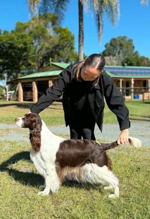 Aust Ch Fraelighte Fall Under My Spell English Springer Spaniel