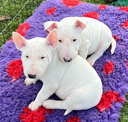 Bull Terrier puppy for sale by BULLROYBT