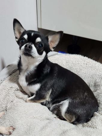 Chihuahua (Smooth Coat) dog for sale by BULTOYRES