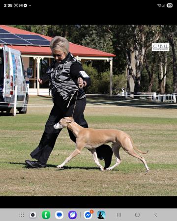 Whippet dog for sale by BUNDOON