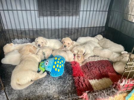 Golden Retriever puppy for sale by BURREMAH