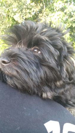 Havanese puppy for sale by BUTTERCUP
