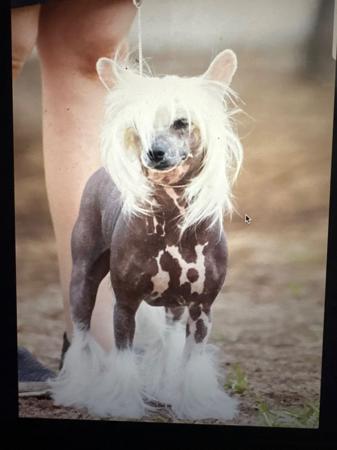Chinese Crested Dog for sale by CADDARRA