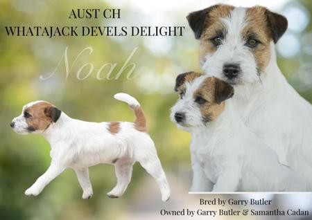 Jack Russell Terrier for sale by CADDARRA
