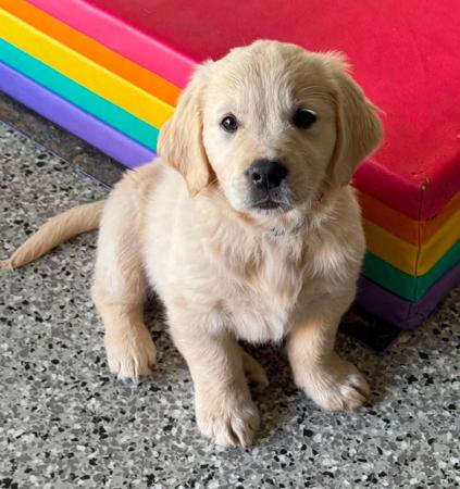 Golden Retriever puppy for sale by CADENZAHGOLD