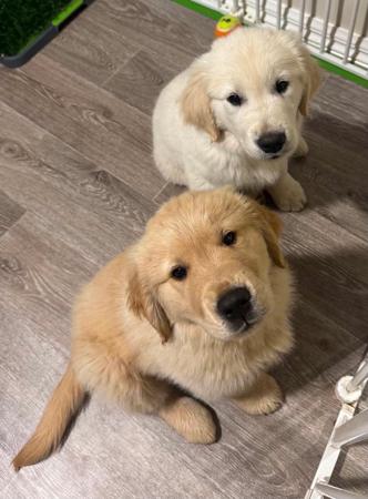 Golden Retriever puppy for sale by CADENZAHGOLD