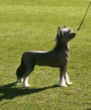 Ch Cadiz Midnight Sky at Glan ore Chinese Crested Dog