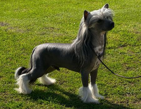 Cadiz Storm Wizard Chinese Crested Dog
