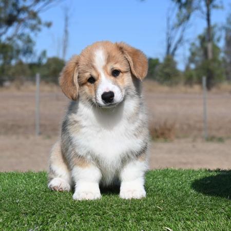 Welsh Corgi (Pembroke) puppy for sale by CARENCI