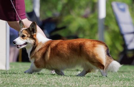 Carenci Vivace Tempo Welsh Corgi (Pembroke)