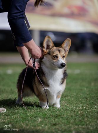 Carenci Aurora Opal Welsh Corgi (Pembroke)