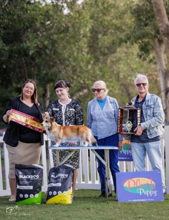 Carenci Harmonic Symphony (AI) Welsh Corgi (Pembroke)