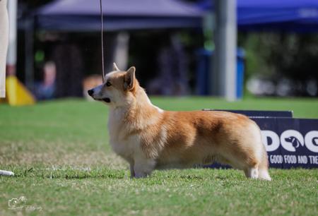 Born to be Your Sassy Sunflower Welsh Corgi (Pembroke)