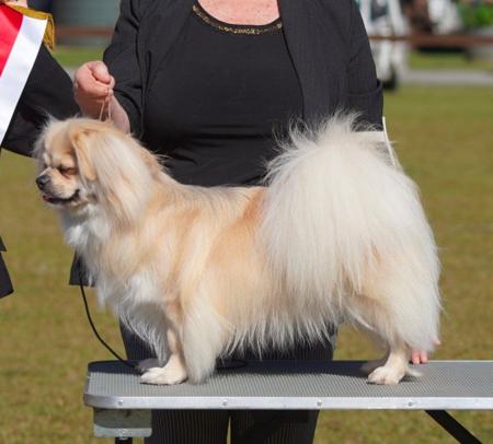 Tibetan Spaniel for sale by CASSD