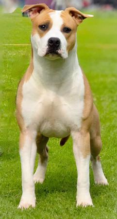 American Staffordshire Terrier dog for sale by IMPERIUMS