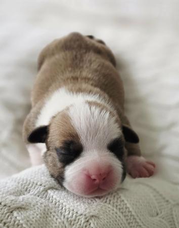 American Staffordshire Terrier puppy for sale by IMPERIUMS
