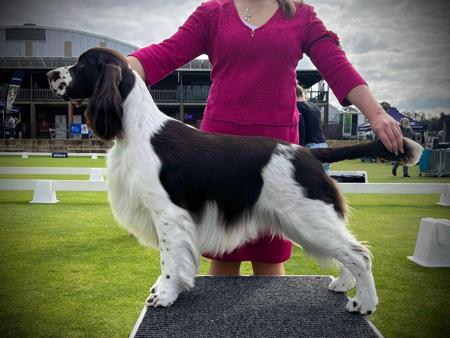 Fraelighte Fun Police English Springer Spaniel