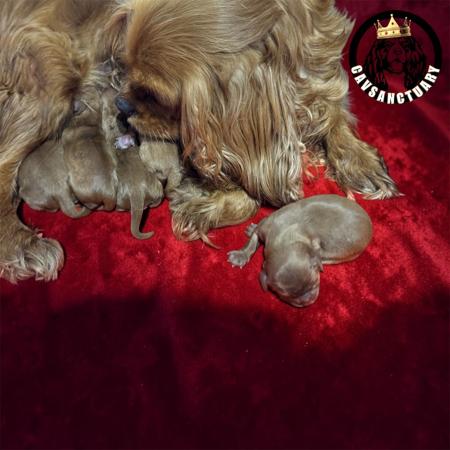 Cavalier King Charles Spaniel puppy for sale by CAVSANCTUARY