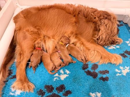 Cavalier King Charles Spaniel puppy for sale by CHADASH