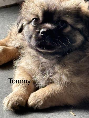 Tibetan Spaniel puppy for sale by CHAMPASTAR