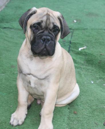 Bullmastiff dog for sale by CHANTAY