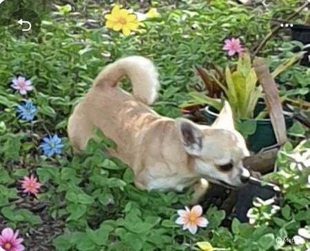 Chihuahua (Long Coat) for sale by CHAZARA